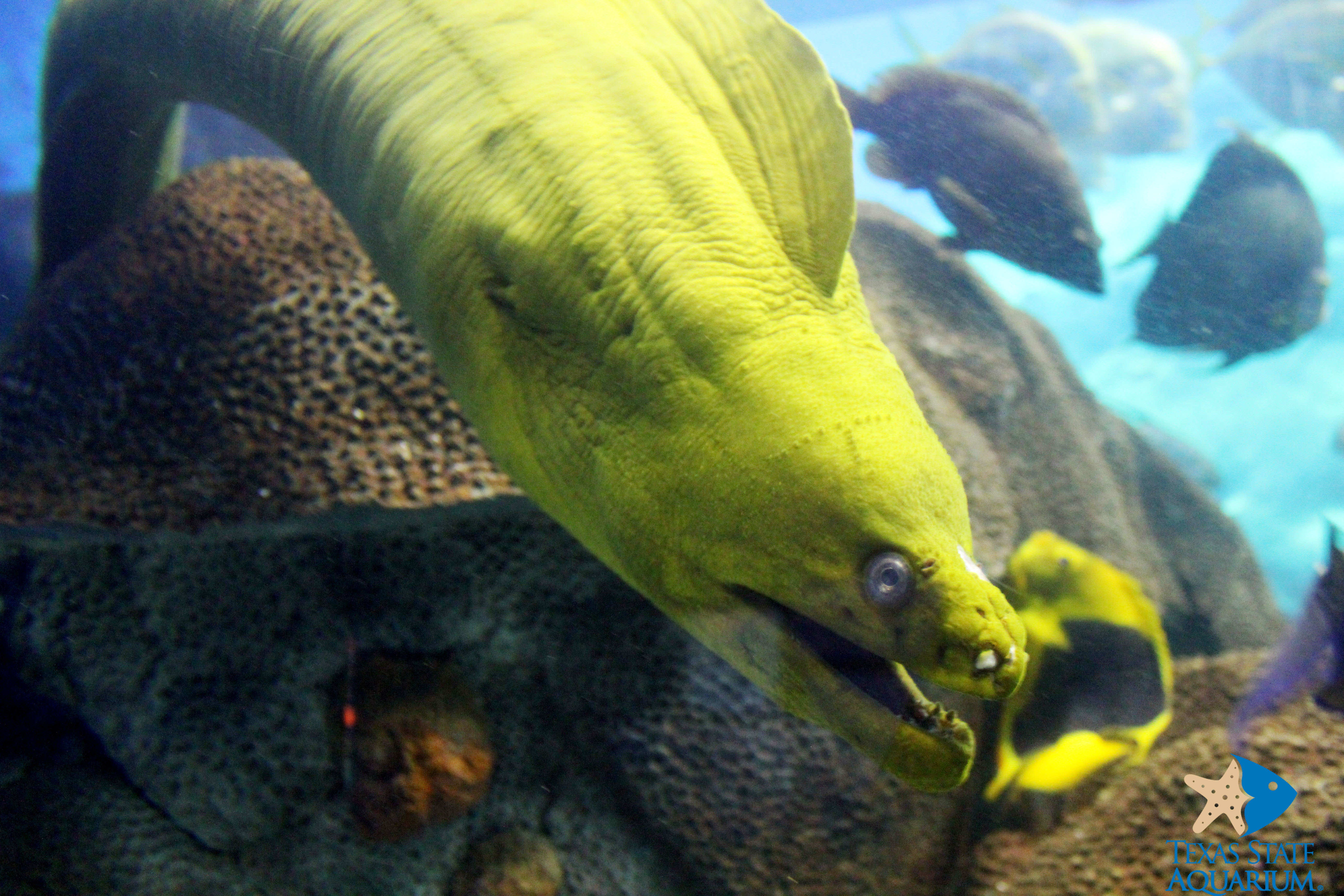 Moray Eel